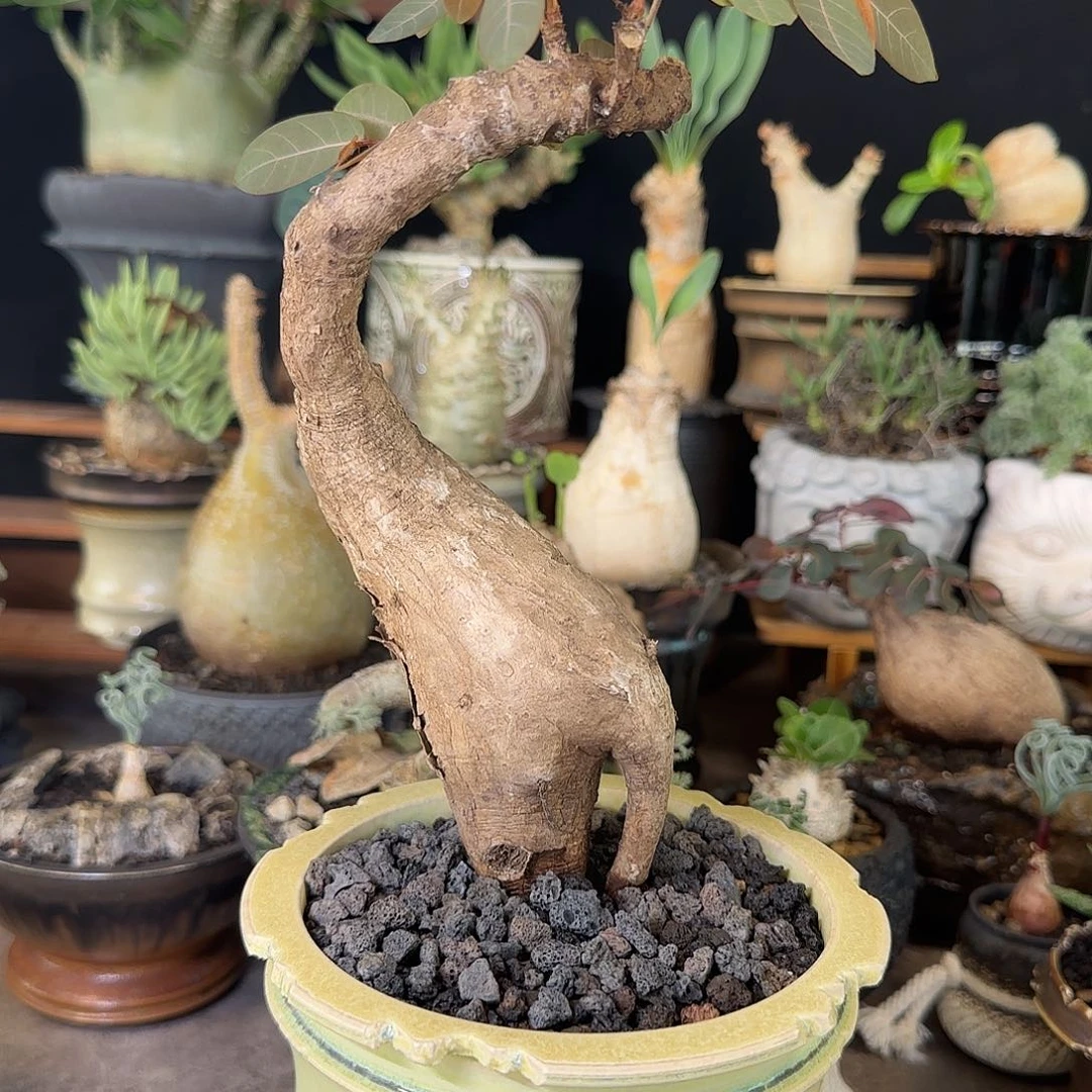 一物一拍奇异油柑680