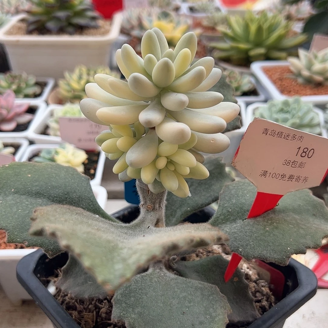 180号美人锦多肉植物