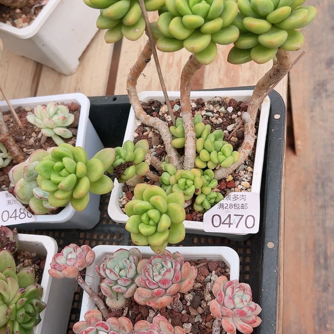 奕***宝多肉一物一拍植物0470