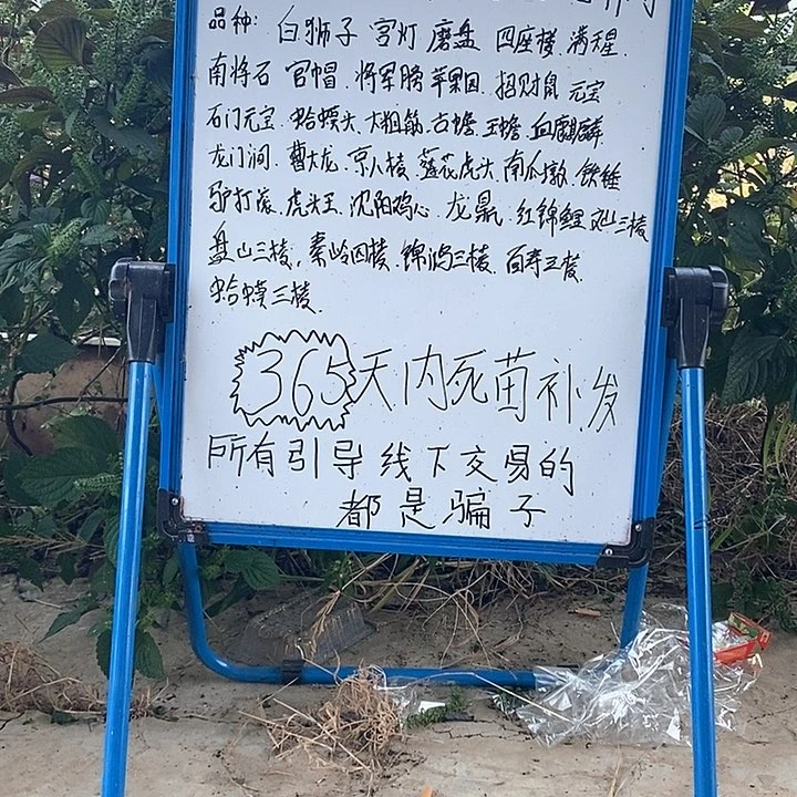 完全开放焱*鑫御龙粗筋麻核桃绿植