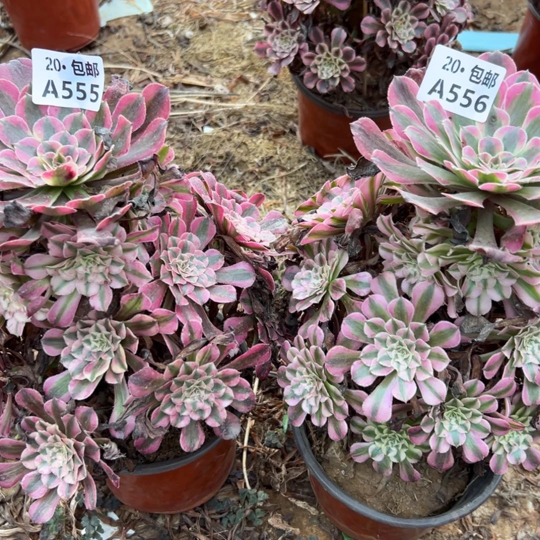 穆***️2颗组合红铜白，多肉法师