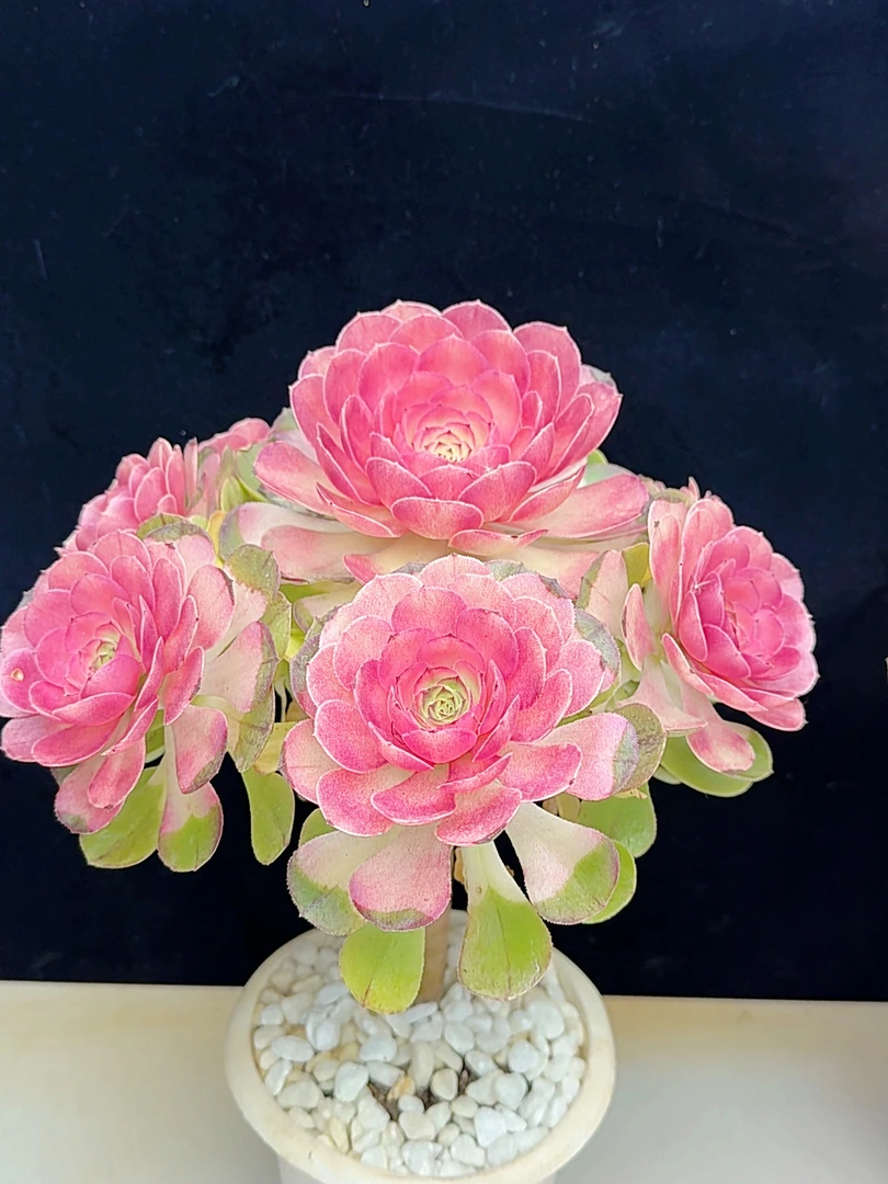 彩虹香妃女王法师  好养还不退色 居家必备 盆栽绿植多肉植物