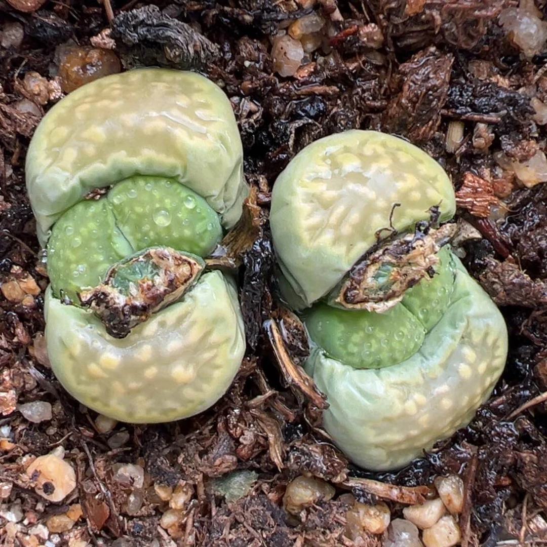 2.21好看的多肉173