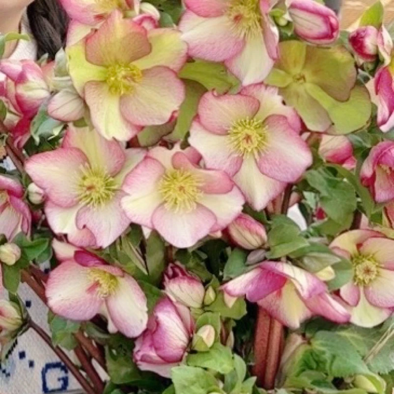 冰雪玫瑰 碎花裙 铁筷子盆栽花苗耐寒植物花期长