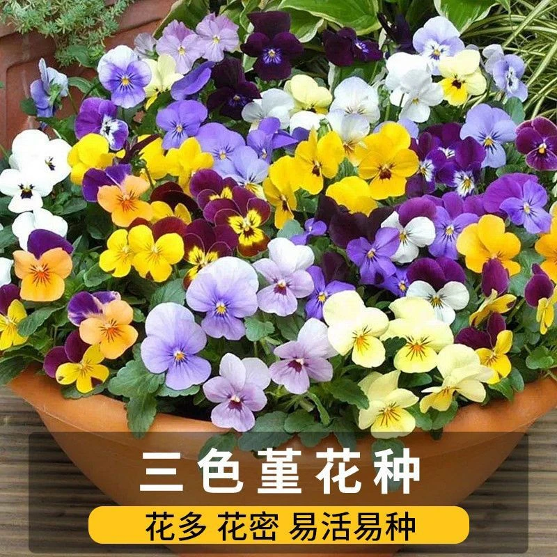 三色堇种子 猫儿脸角堇蝴蝶花种籽 四季阳台庭院盆栽花卉种籽