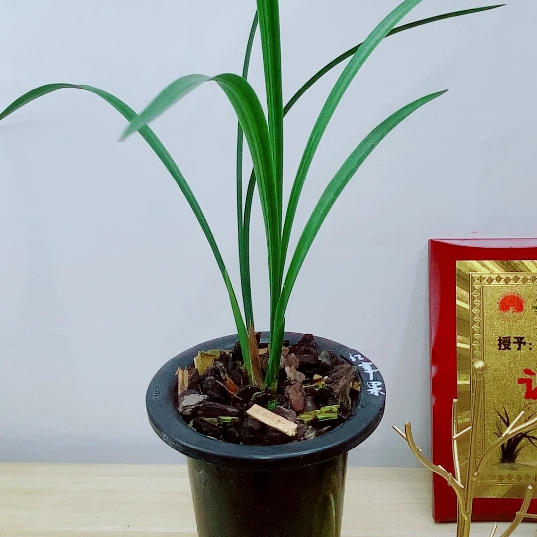 当前无花栽培后可以开花红苹果