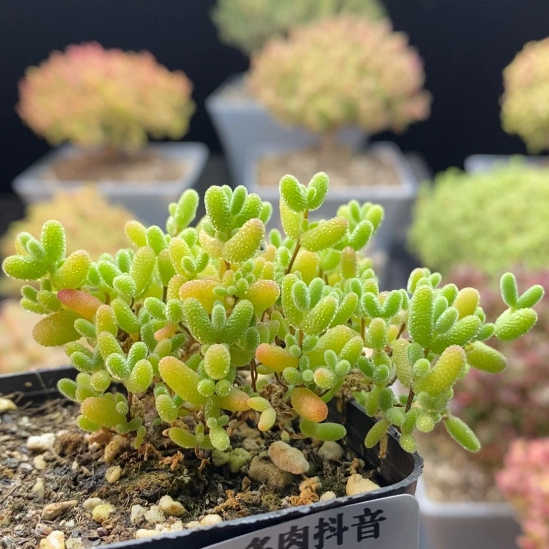 216蜜橘糖球。