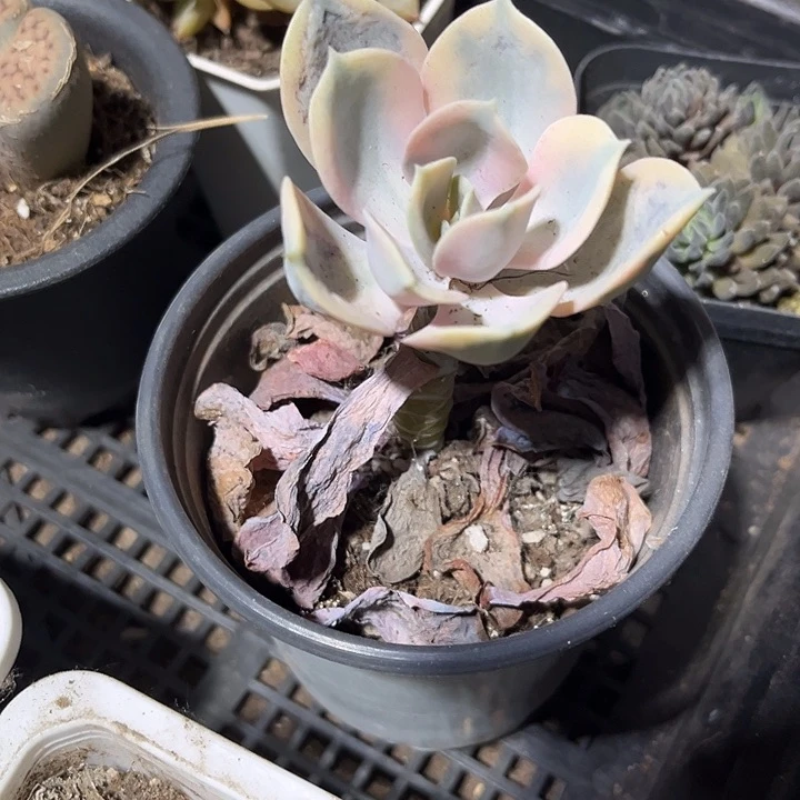 彩虹糖一颗带盆土发