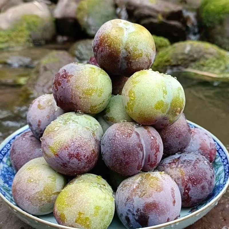 四川凤凰李 空运 净重1.8斤左右 青红脆李