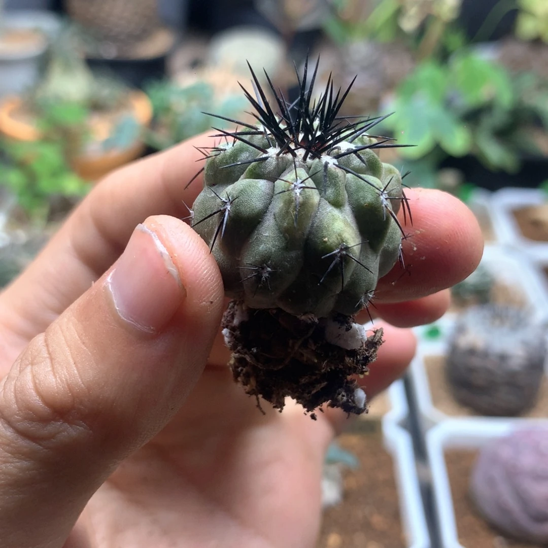 走*自根黑王丸脱土