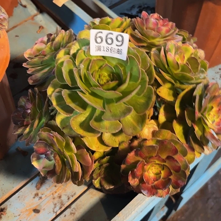 669海王七彩朵朵发发发