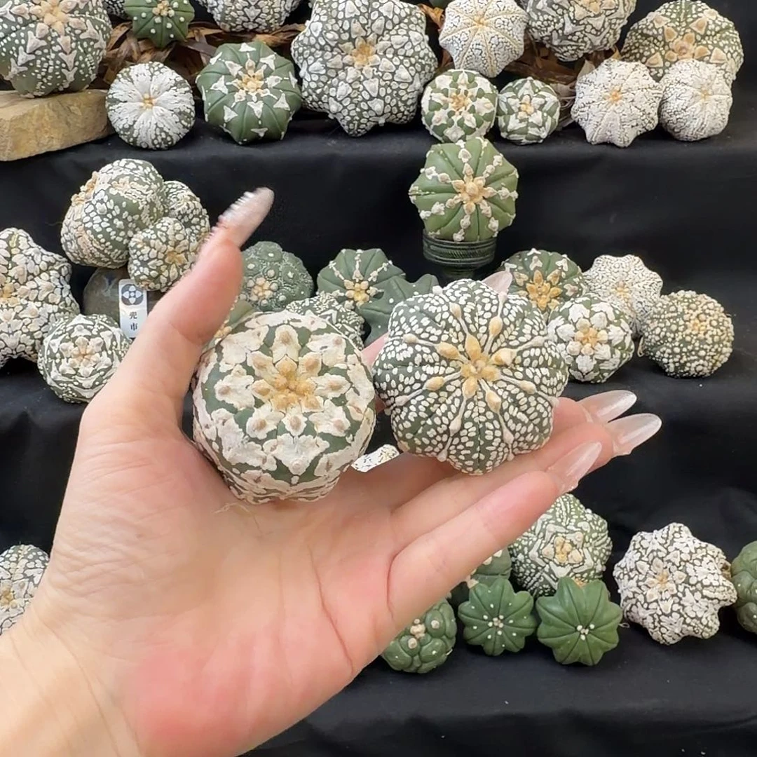 泰兜仙人球开播福利4号