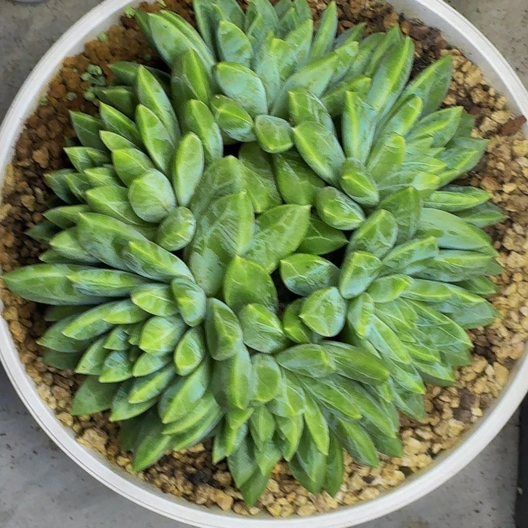 水晶萝莉 6头 一物一拍