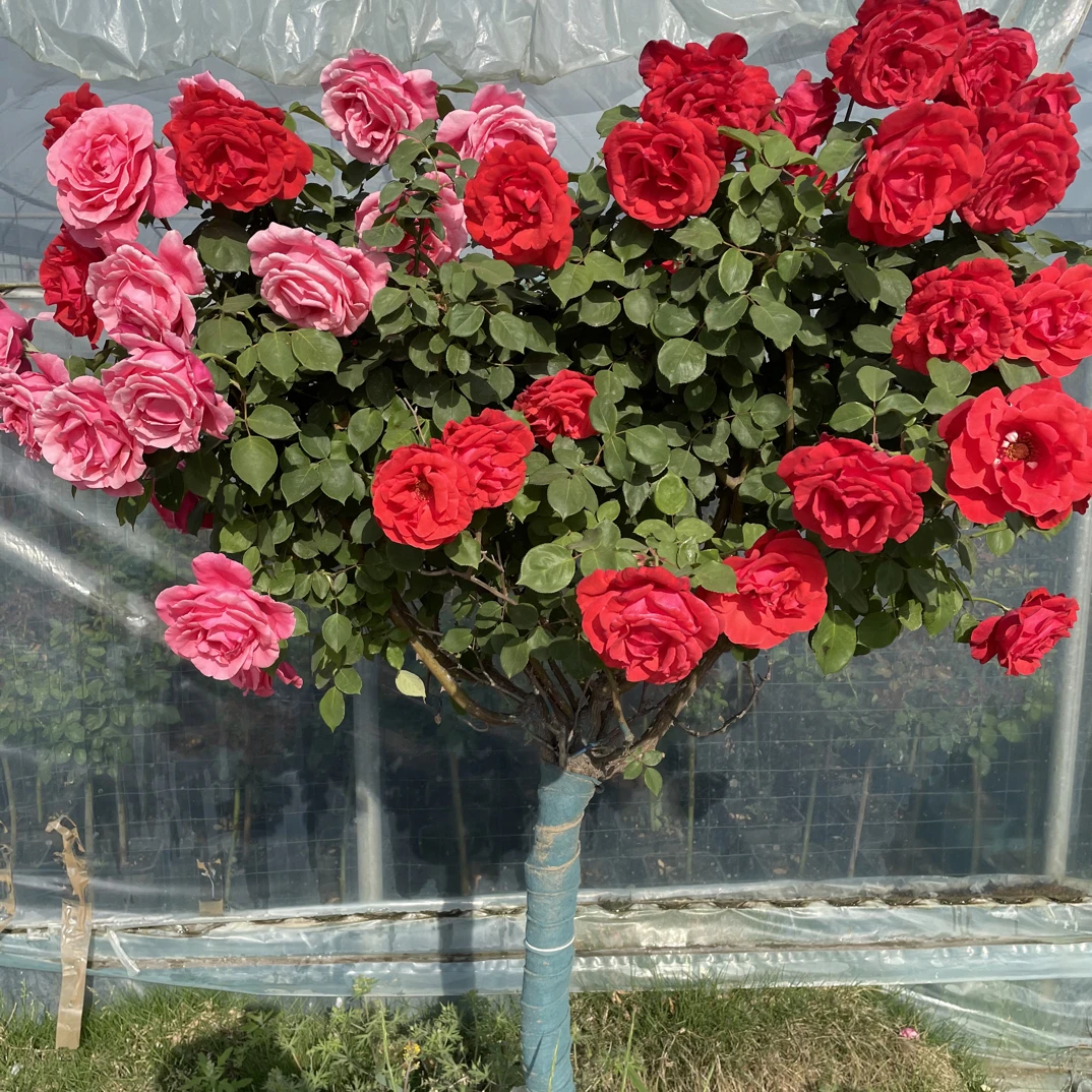 国月大花棒棒糖树桩月季花树苗嫁接四季开特大花树状高档庭院花卉