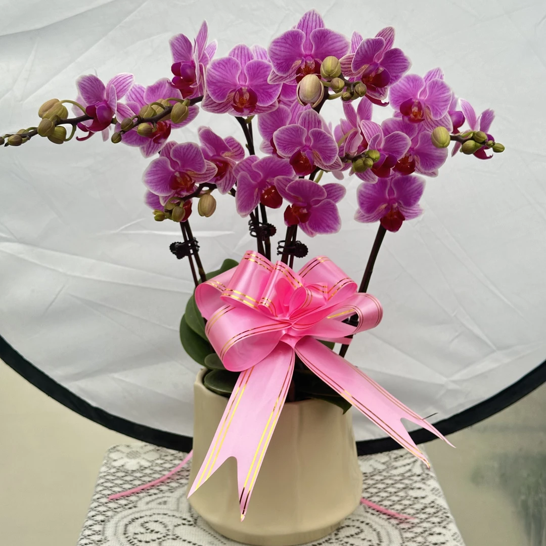 兰馨【粉公主】蝴蝶兰 室内花卉 花期长适合 送礼，乔迁，开业