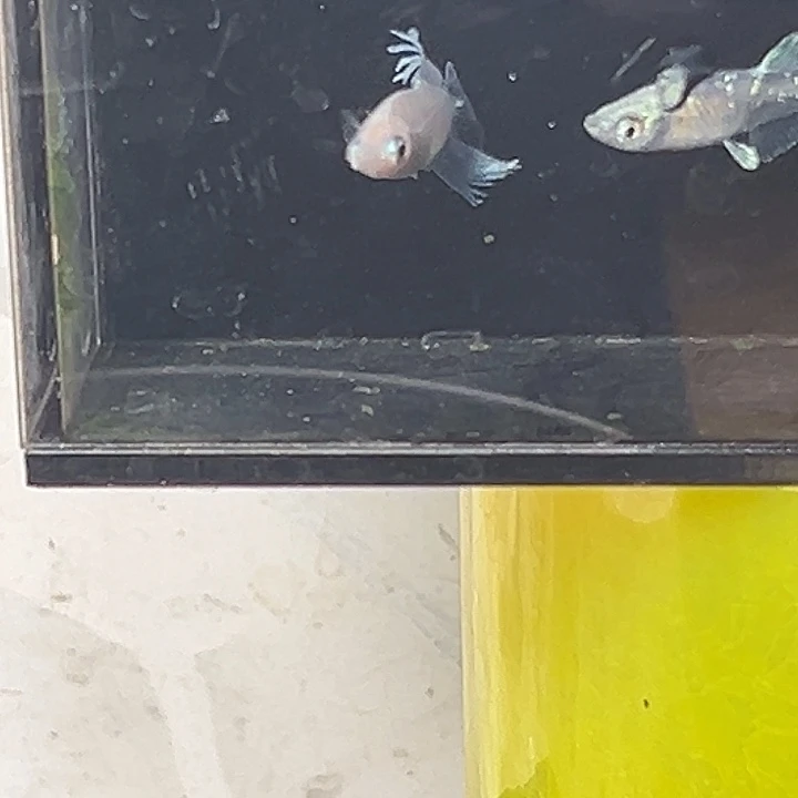 青鳉鱼光宽玛丽亚一组11