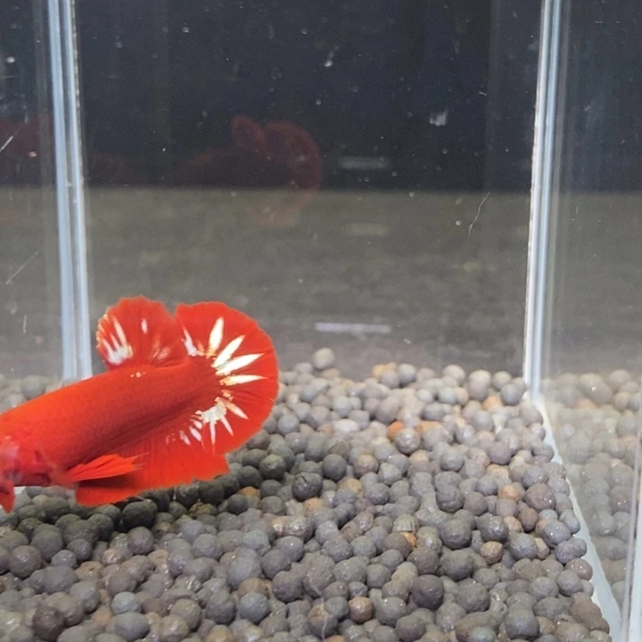 斗鱼泰国斗鱼87号