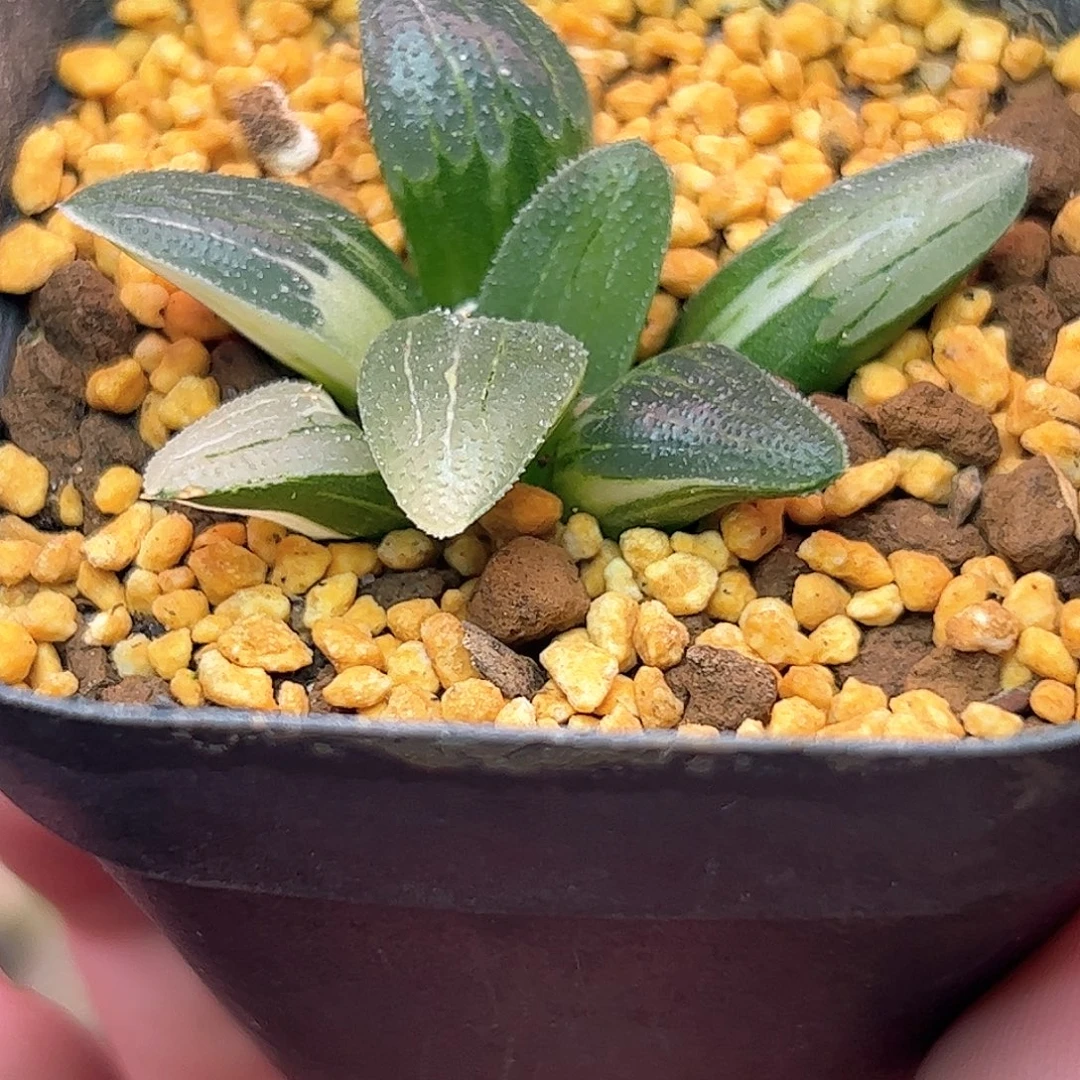 蓝光锦十二卷多肉植物满