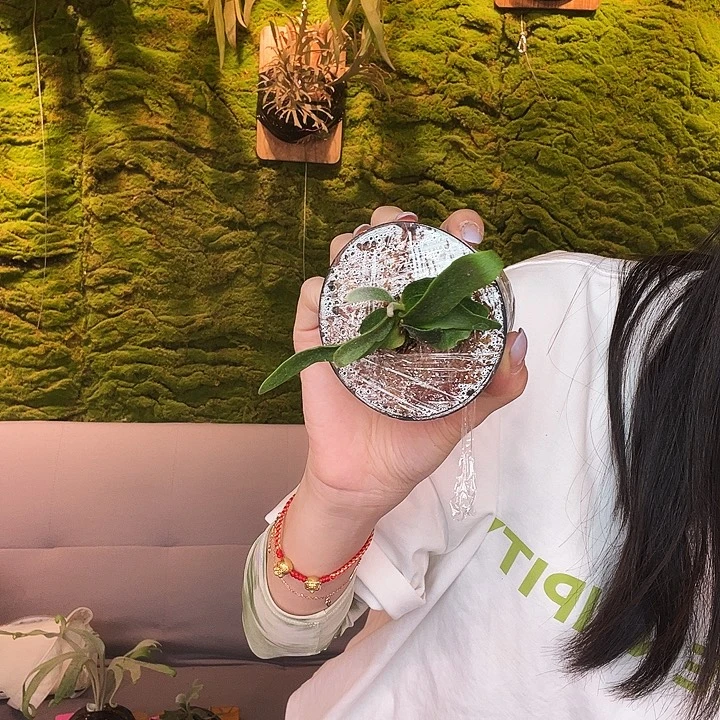 不开花植物Stemfern ar蓝皇后