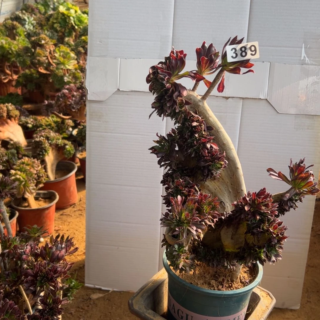 有伤黑缀389高35