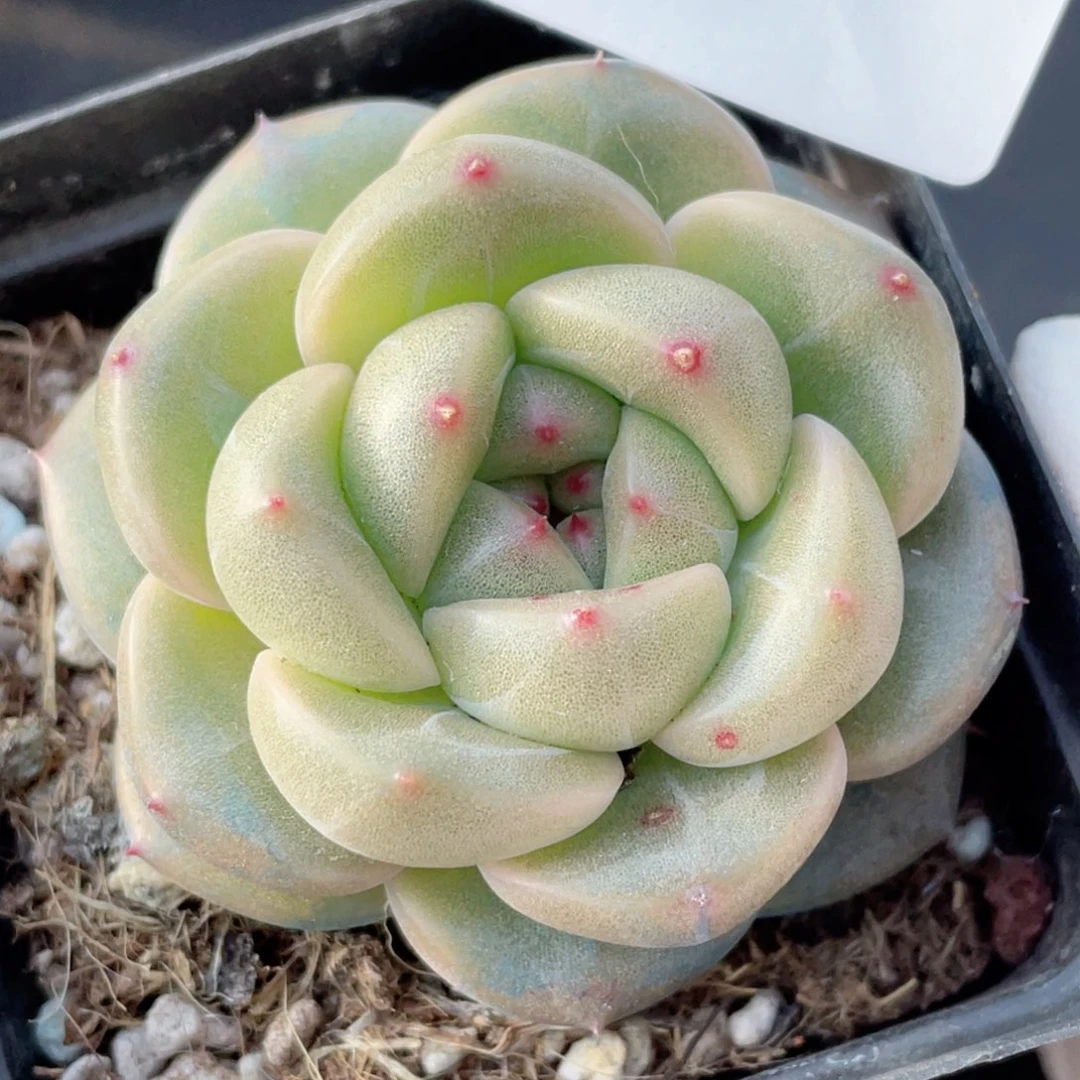 迷***吖249号糖心冰心珍妮