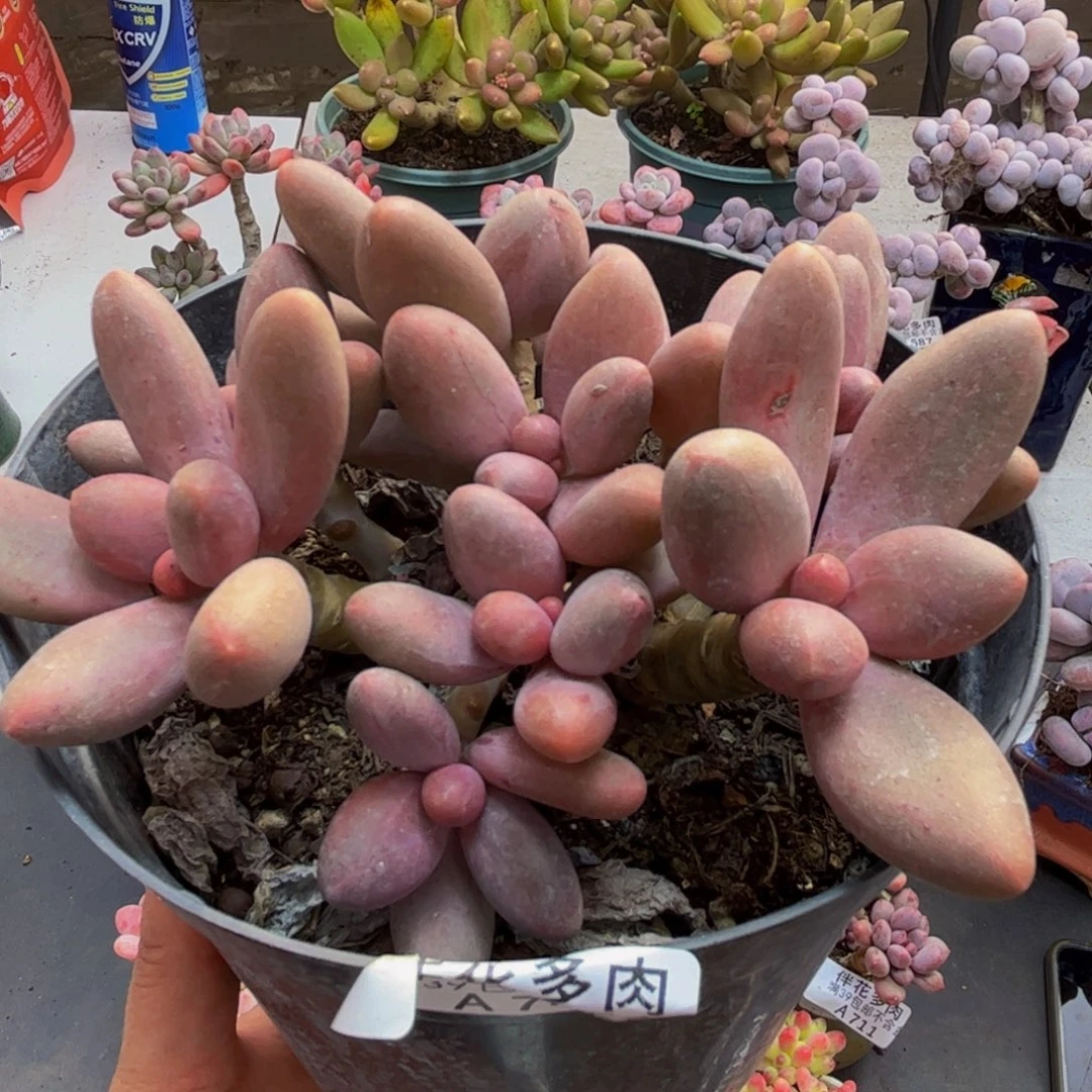 743糖果美人10cm多肉植物