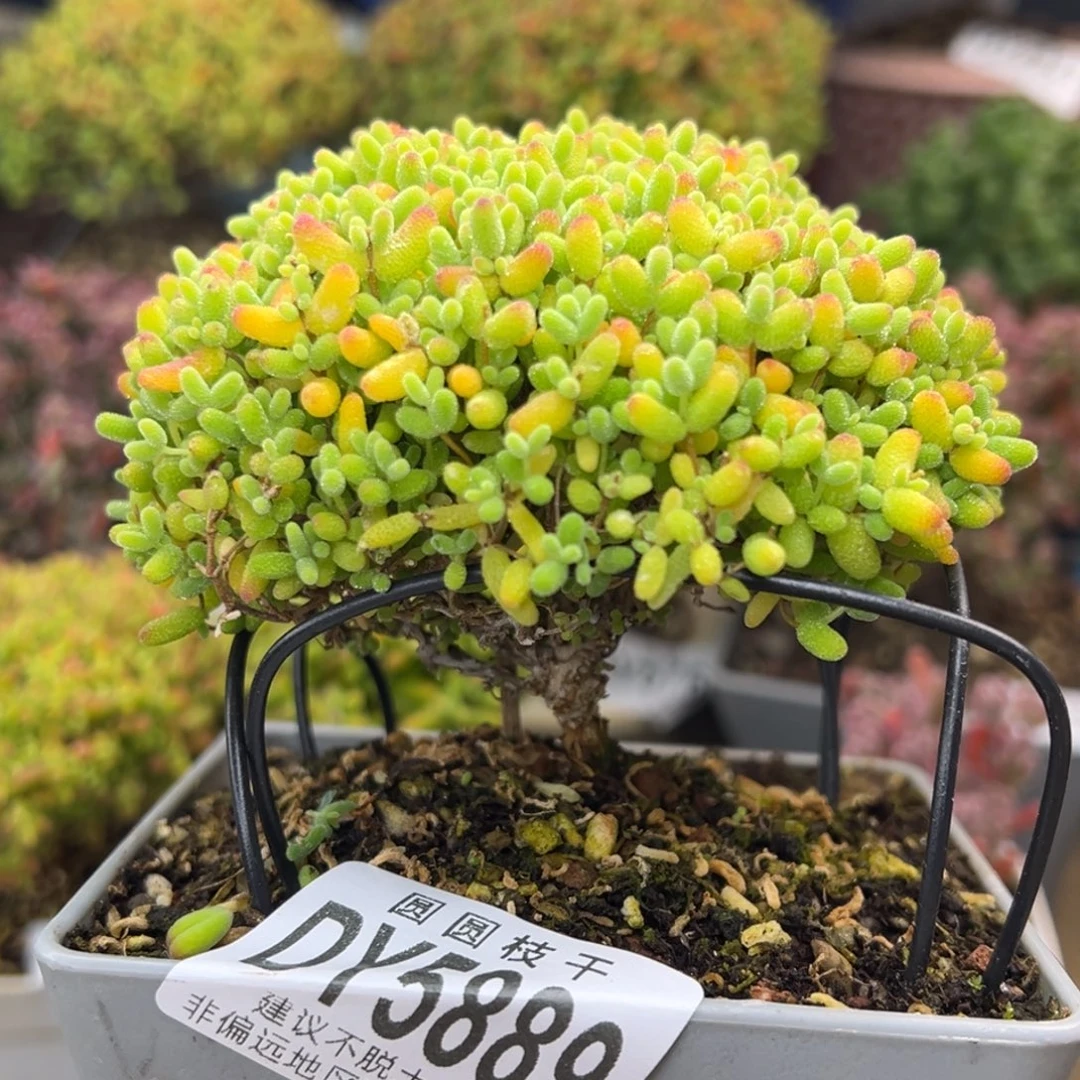 dy5889精控老桩蜜橘糖球冠幅9cm