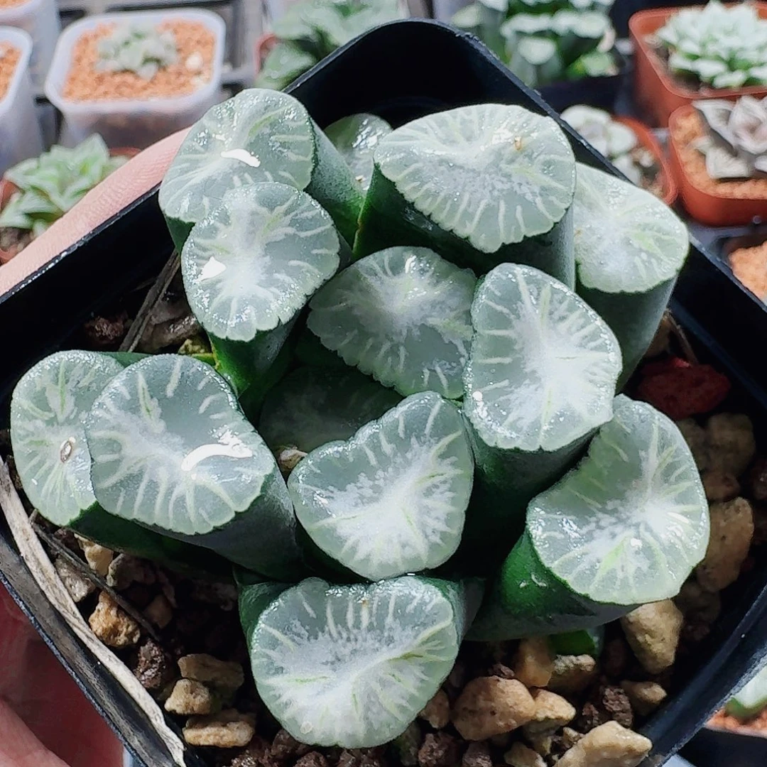 十二卷 瑞云 下播福利