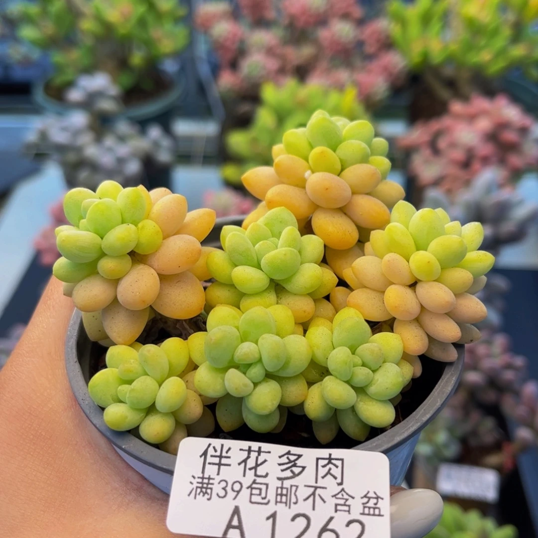 1262-洛可可多肉7cm