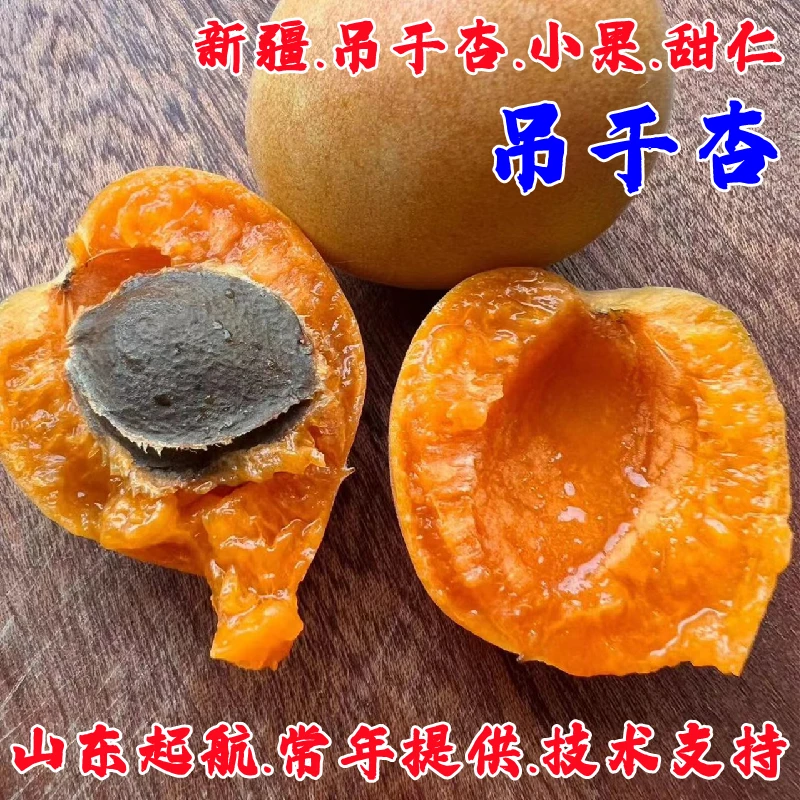 新疆吊干杏树苗嫁接小红杏果苗盆栽杏苗庭院南北方种植杏子树果苗