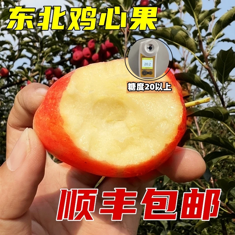 顺丰包邮东北特产鸡心果脆甜多汁孕妇水果新鲜采摘小苹果非沙果