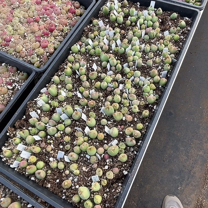 桃杂。        你。