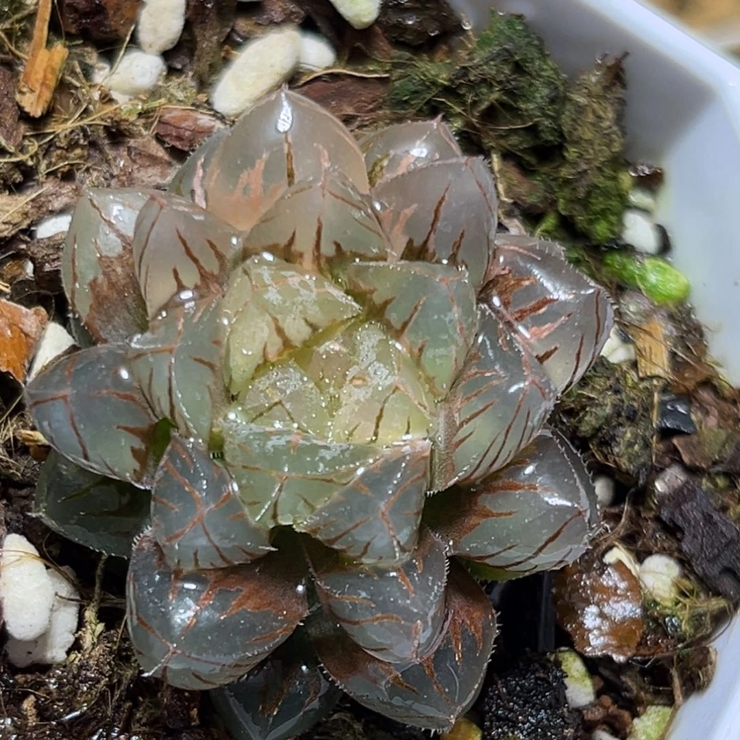 恭喜发财大吉大利822