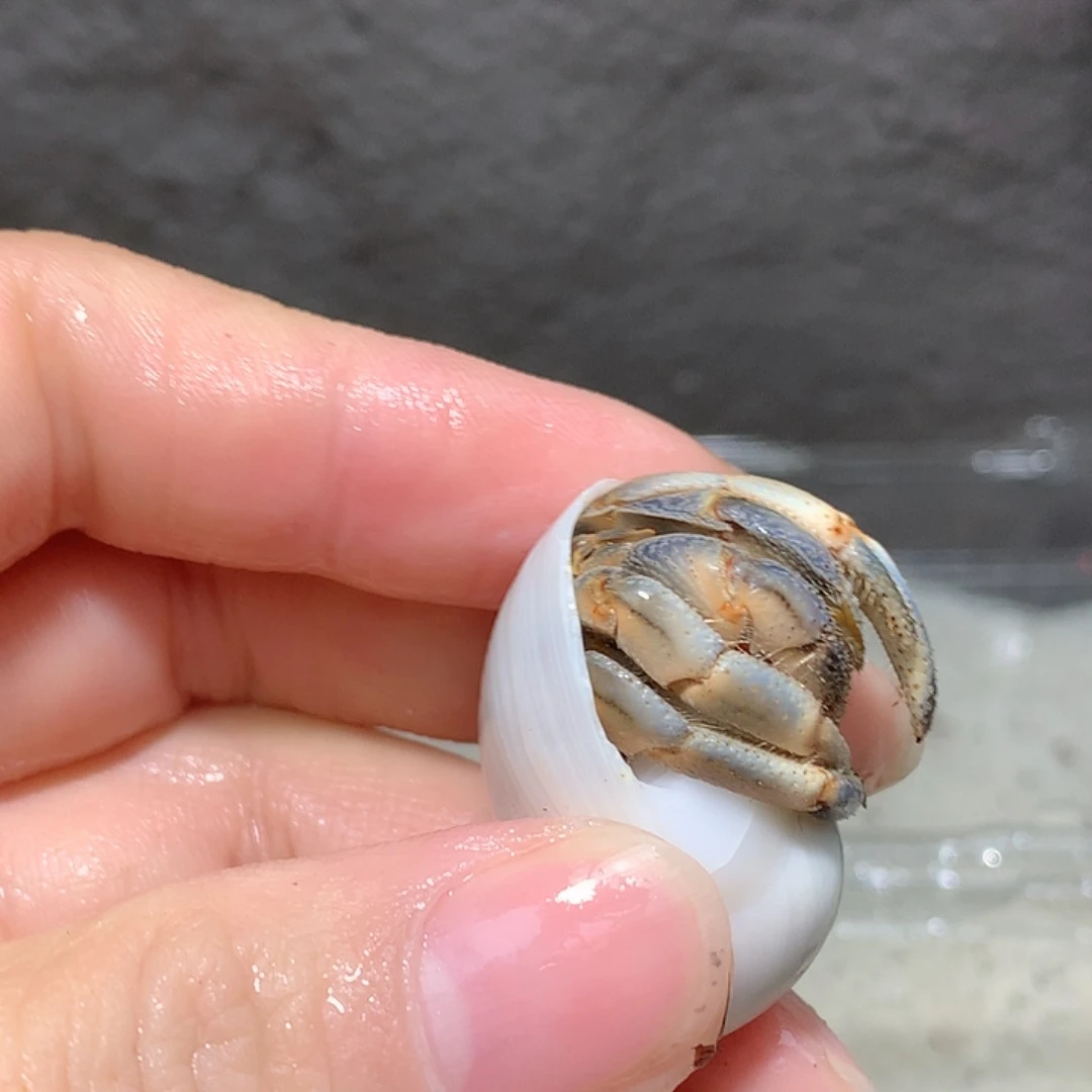 1.7口径奔跑的寄居蟹37号