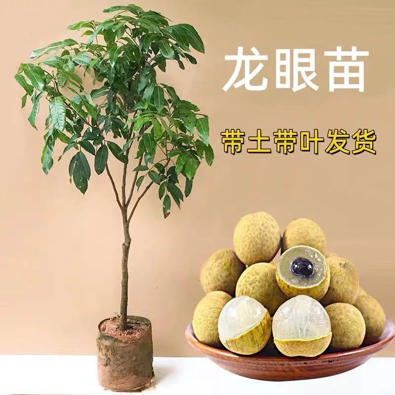 直播间一物一拍广西正宗四季龙眼石峡龙眼储量龙眼果树苗