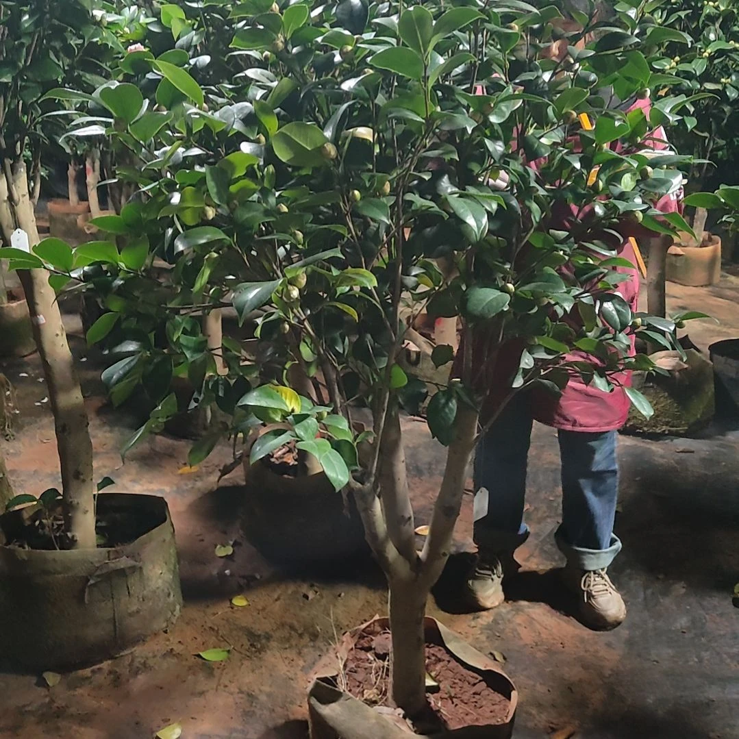 全部花苞宽彩带不包邮