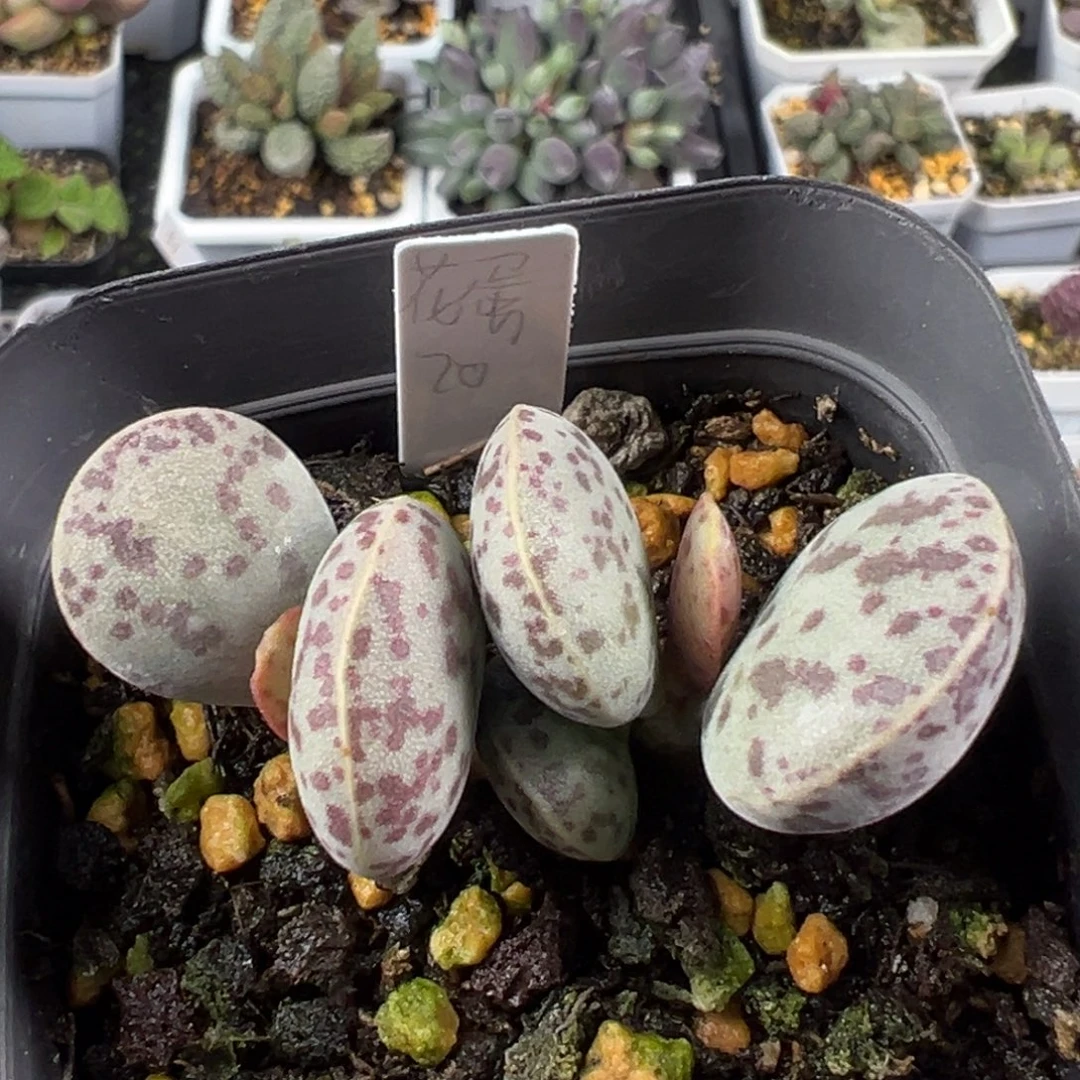 77双头红蛋成株水泡