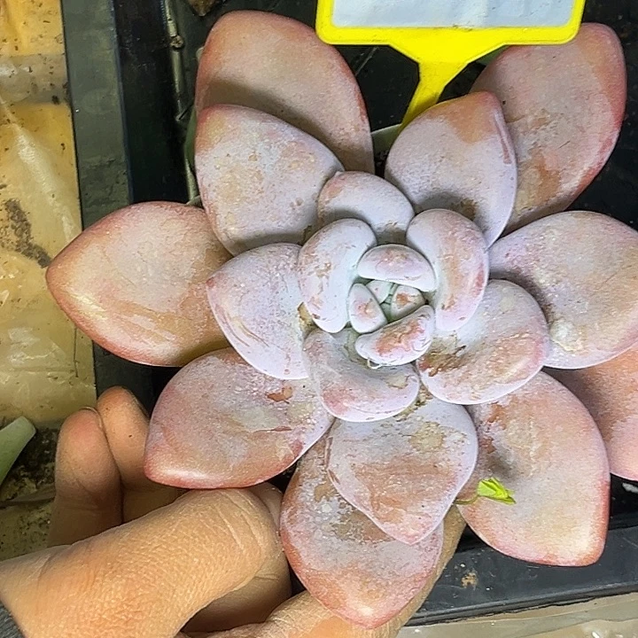 多肉植物粉兔单902