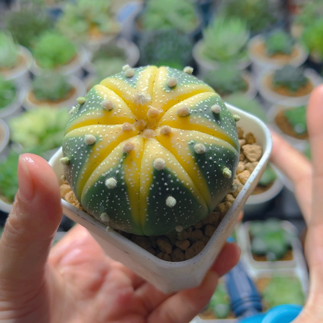 星兜锦仙人球母本玉露多肉