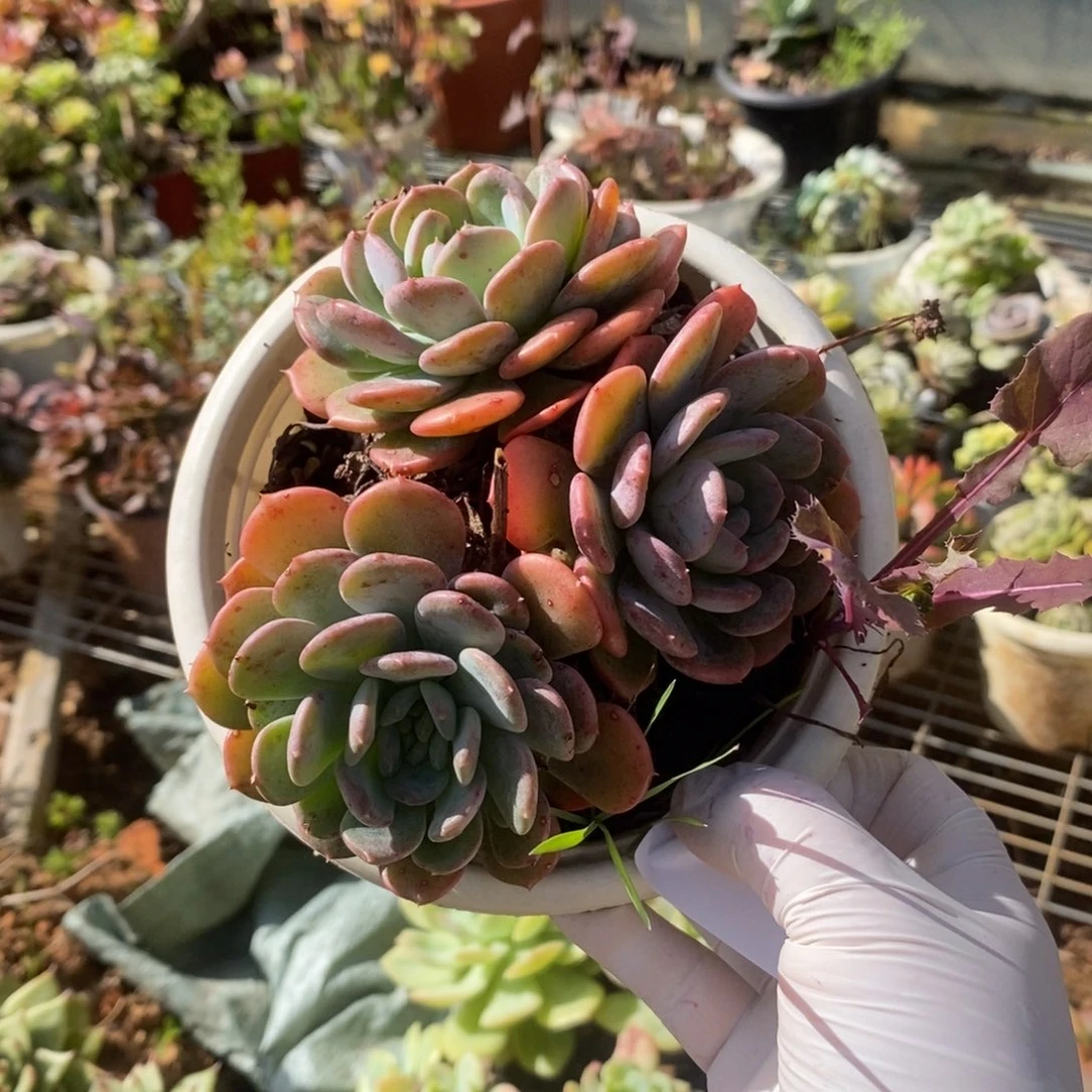 3718玛瑙老桩一物一拍