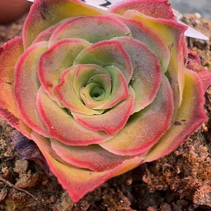 不知名 福利 t201