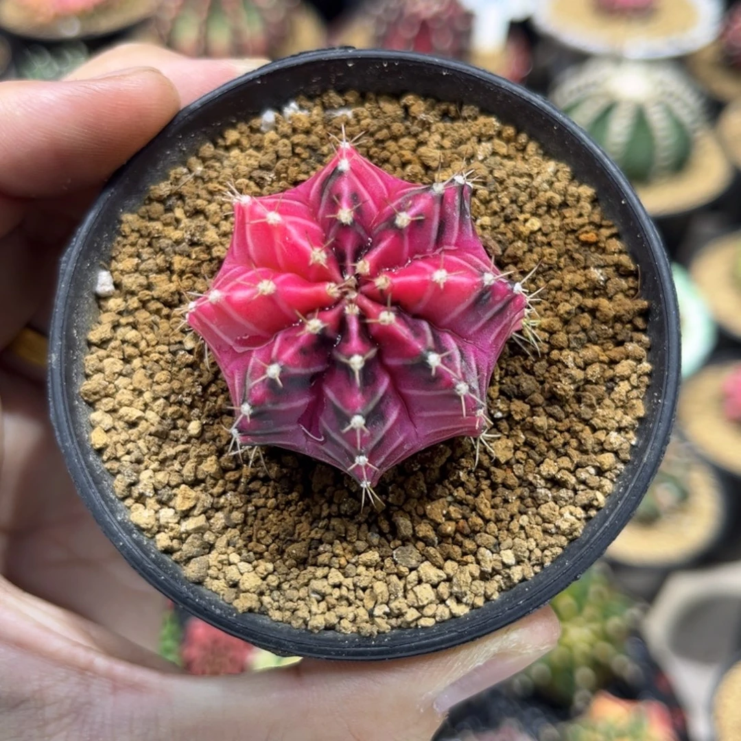 彩虹梦———————————