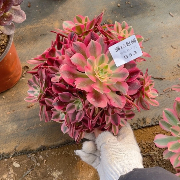 553女妖法师多肉断枝不售后