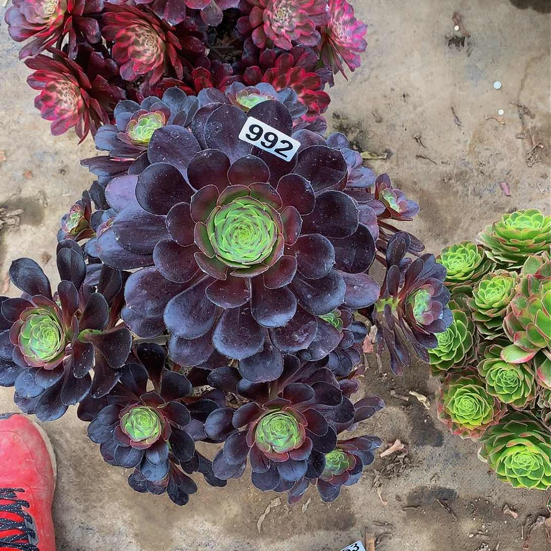 菜*多肉圆叶黑法992.000000