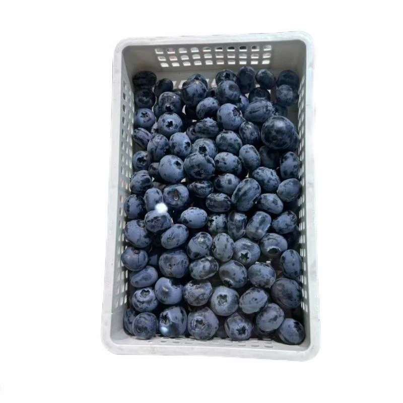 蓝莓（1筐）带框556g左右
