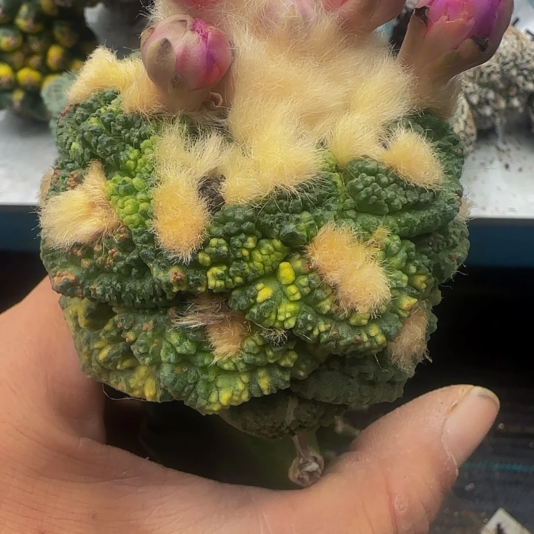 龟甲花锦911仙人球开花