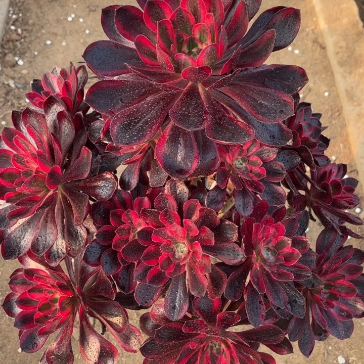 282多肉植物香奶奶有断枝