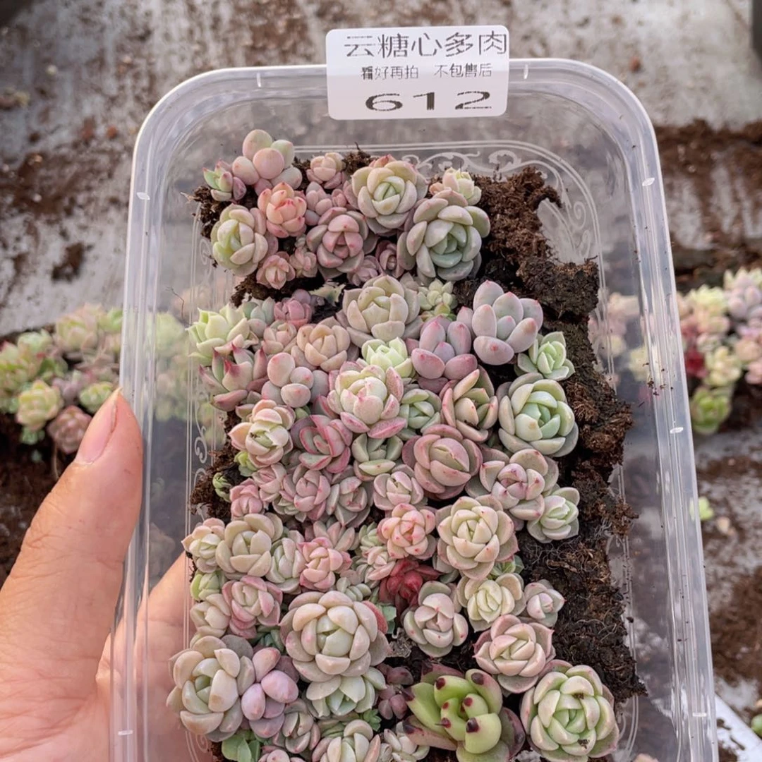 云糖心多肉植物612
