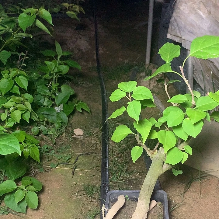 当前无花栽培后可以开花