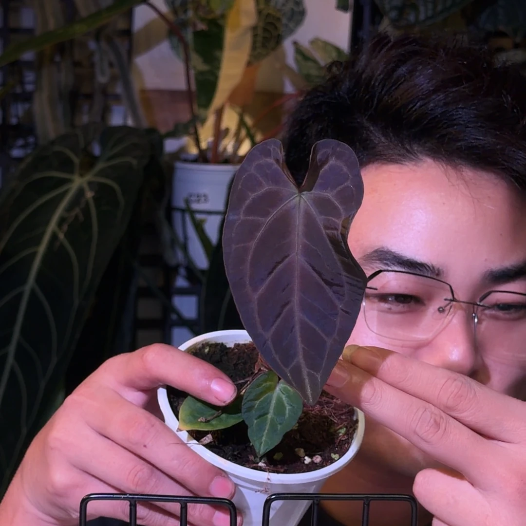 完全开放N100紫水晶杂暗黑巴拿马